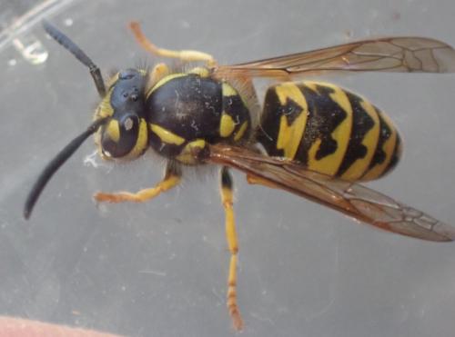 Vespula germanica